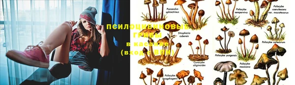 прущие грибы Верхнеуральск